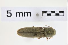 Foto (Dorsalansicht) von Gambrinus ursinus (NHMW-ZOO-COL-0008593)